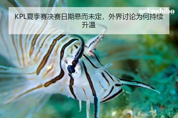KPL夏季赛决赛日期悬而未定，外界讨论为何持续升温
